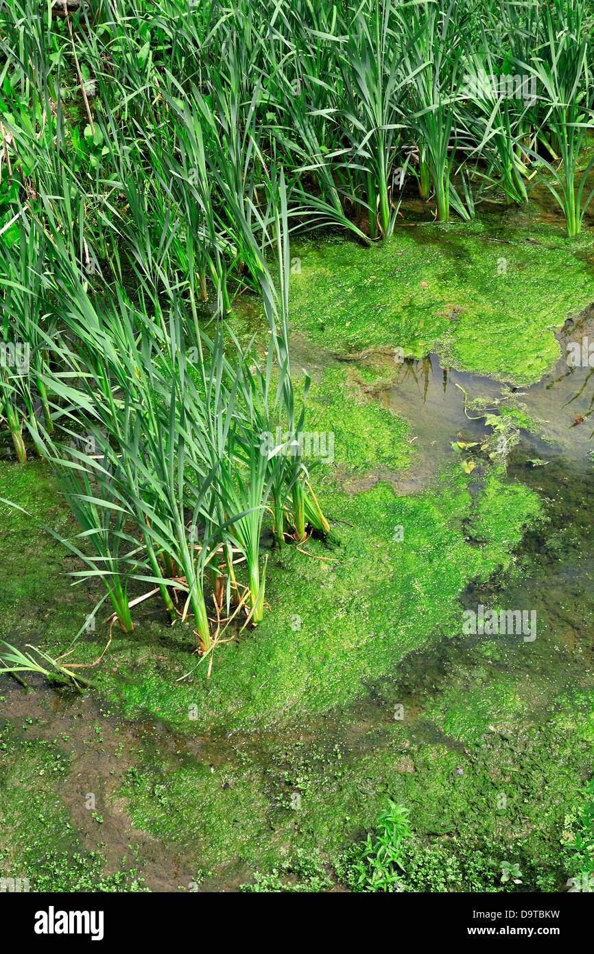 Schilf im Teich mit Algen Deutschland Europa Stockfotografie Alamy