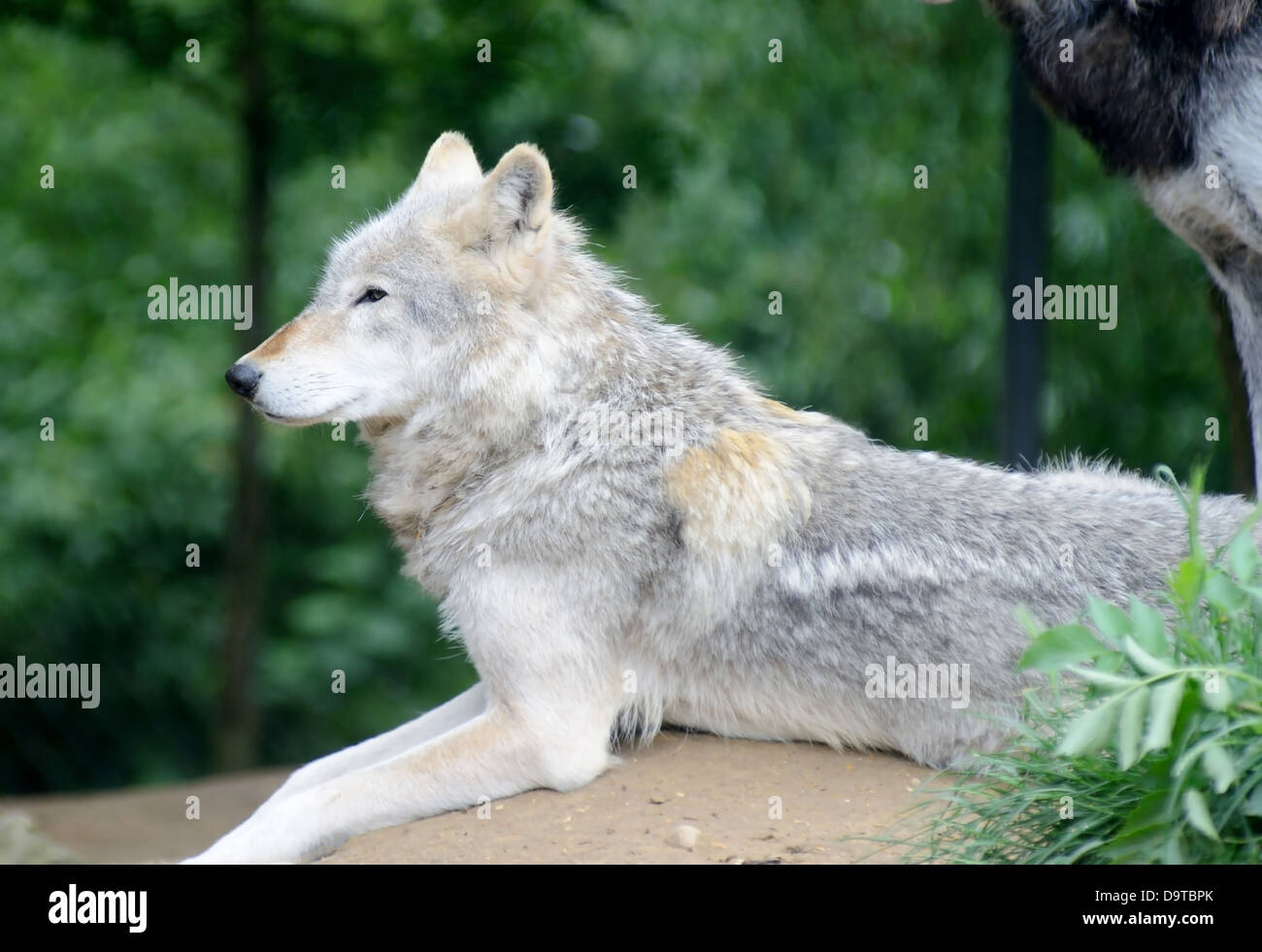 Ein einsamer Wolf im Profil Blick in die Ferne Stockfoto