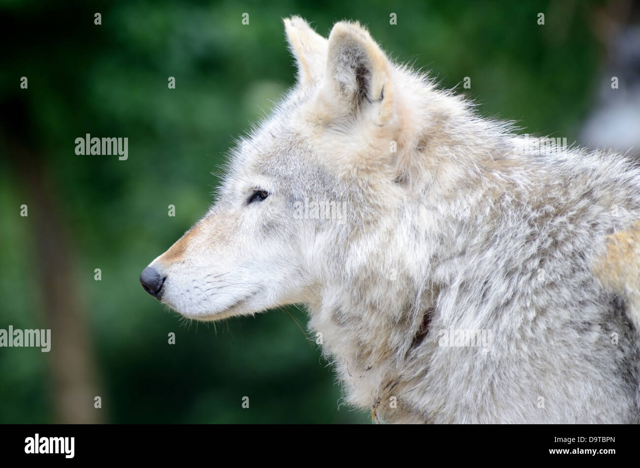 Ein einsamer Wolf Nahaufnahme des Kopfes im Profil Stockfoto