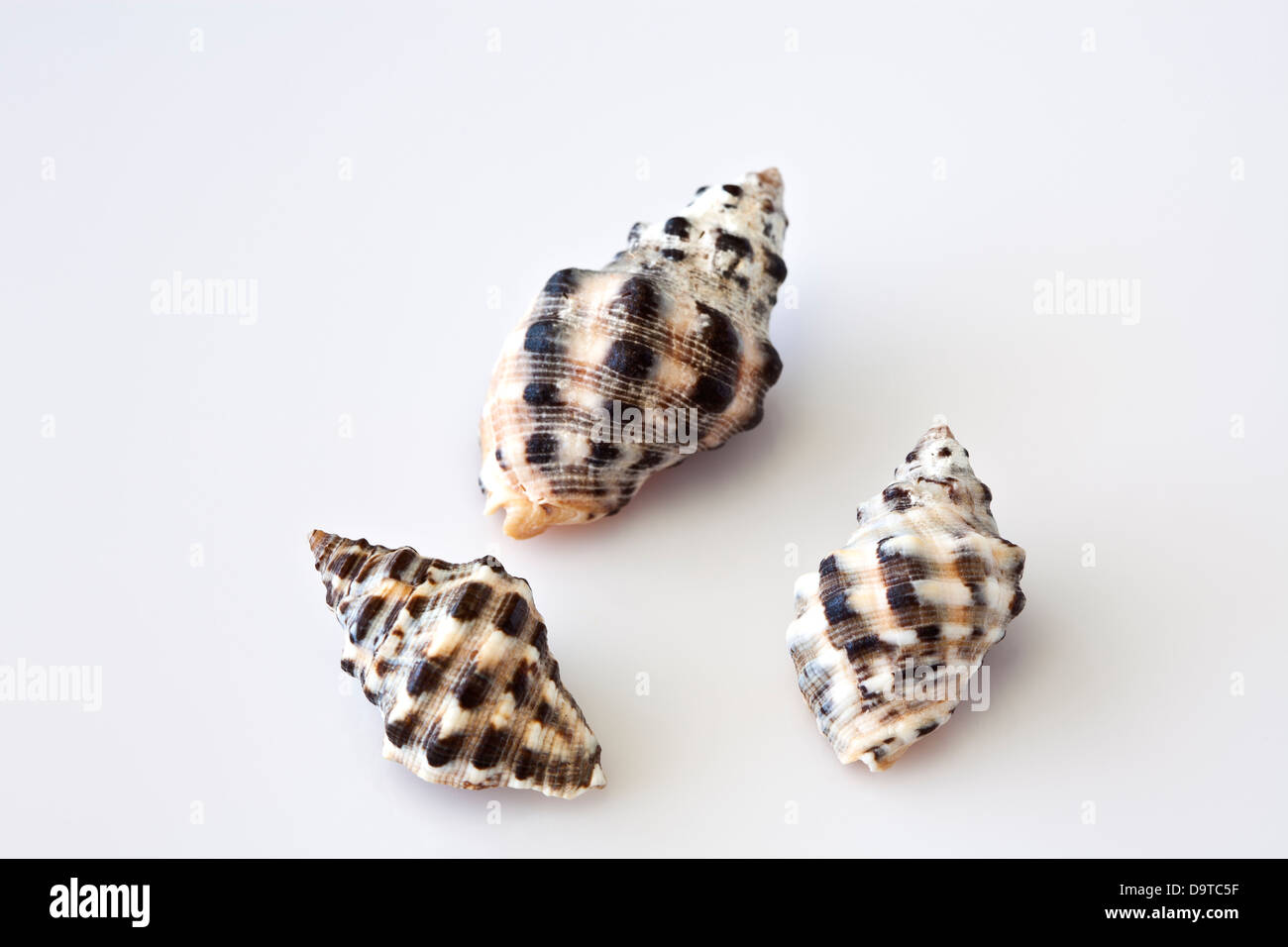 Zurück von drei Seeschnecken. Stockfoto