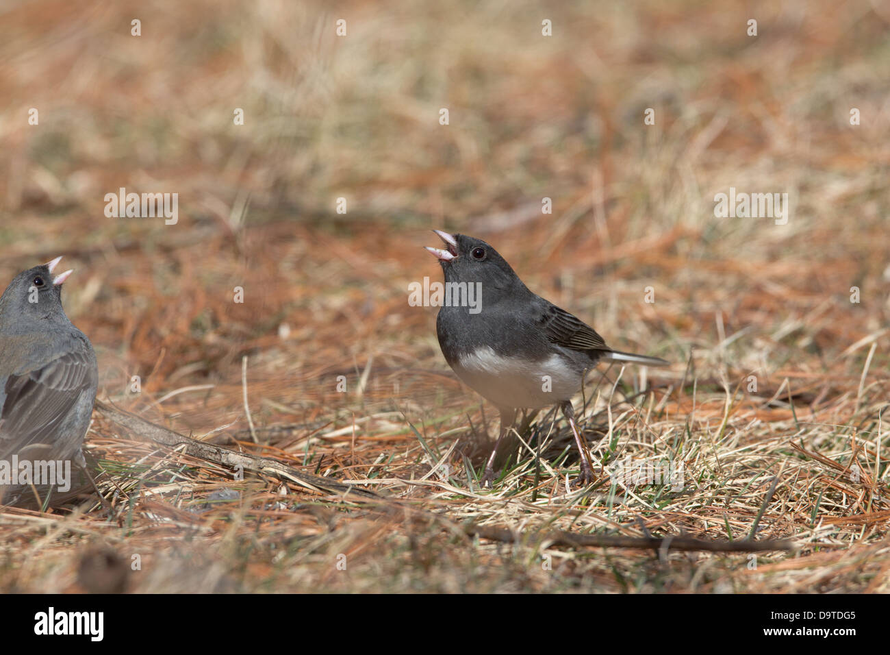 Dunkel-gemustertes Junco Stockfoto