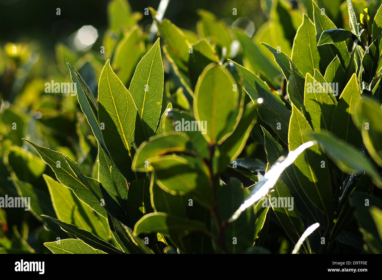 Bush Lorbeer Pflanze. Stockfoto