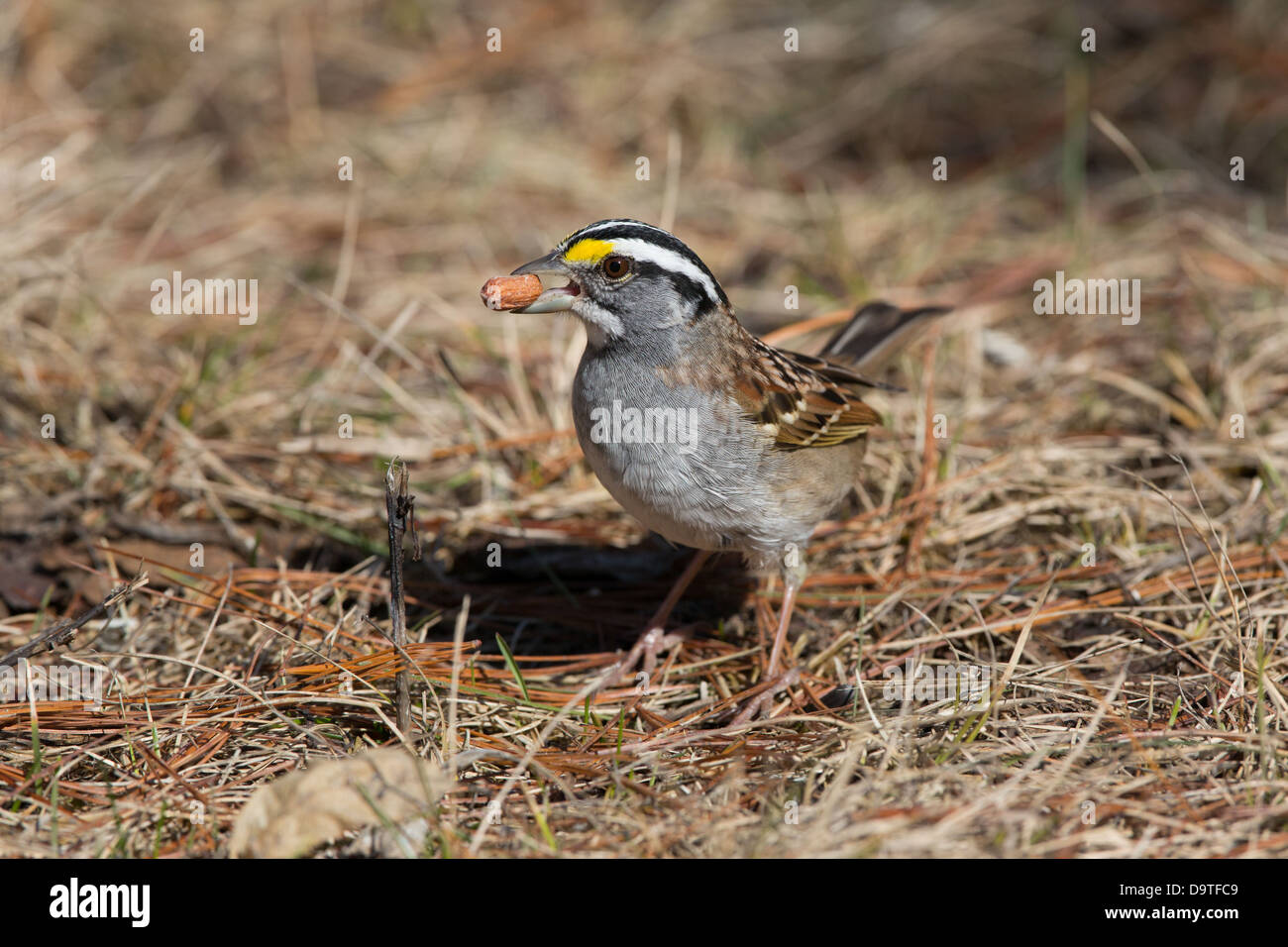 Weiß – Throated Spatz Stockfoto