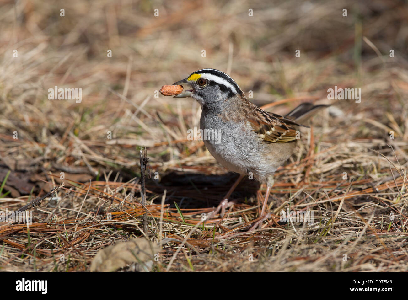 Weiß – Throated Spatz Stockfoto