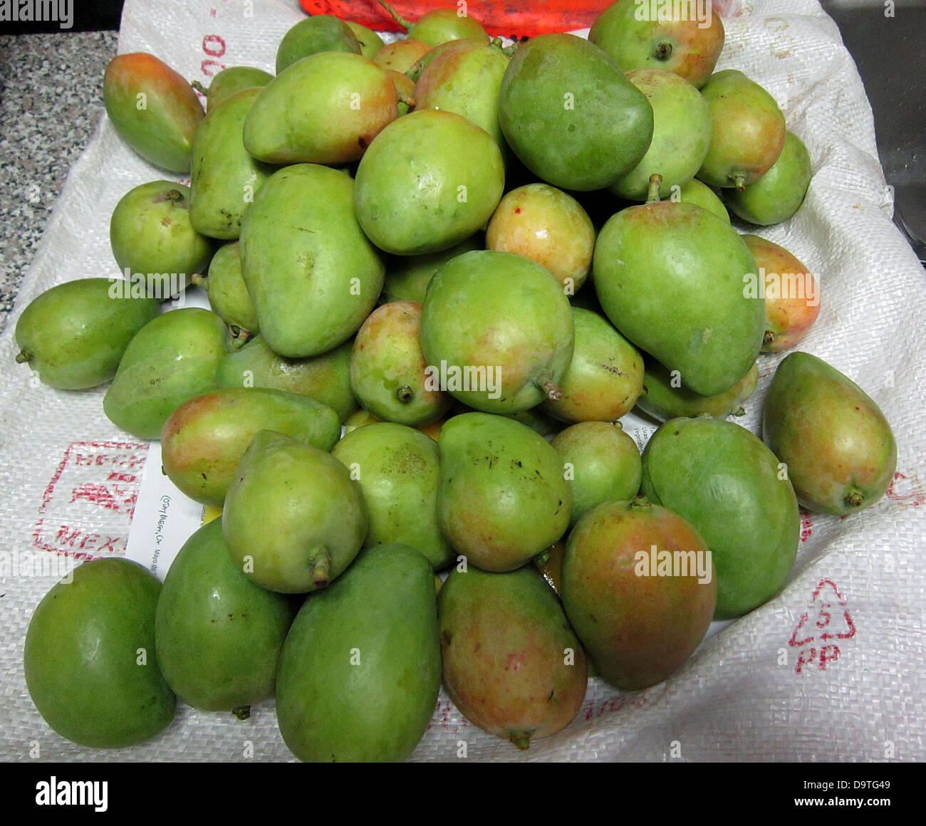 CBP Landwirtschaft Spezialisten hielten einen 71 - Jahre alten Mann mit 57 nicht deklarierte Mangos Hidden in seinem Lugga. Stockfoto