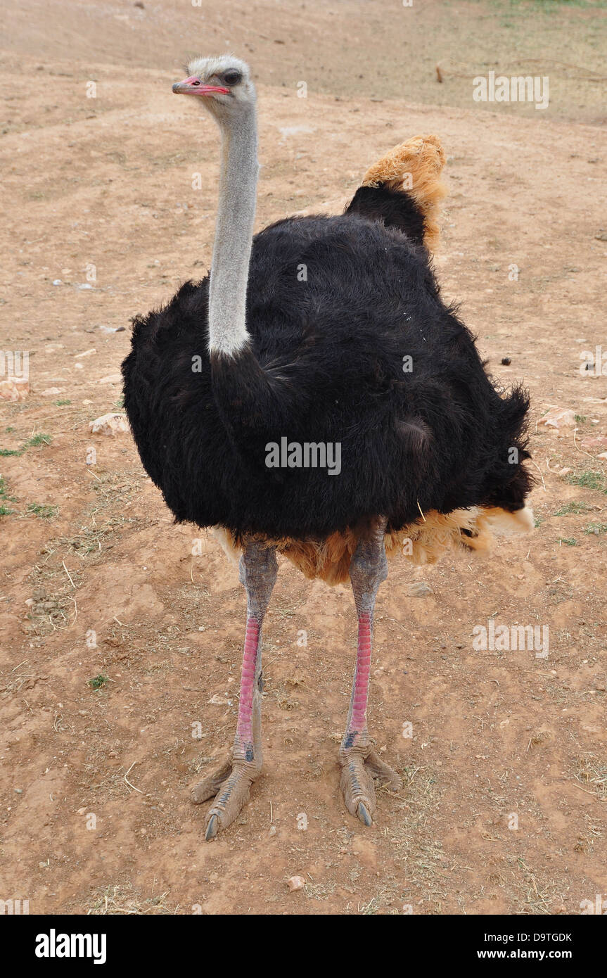 Afrikanischen wilden Straußen großen flugunfähigen Vogel mit langem Hals und Beinen. Tierische Hintergrund. Stockfoto