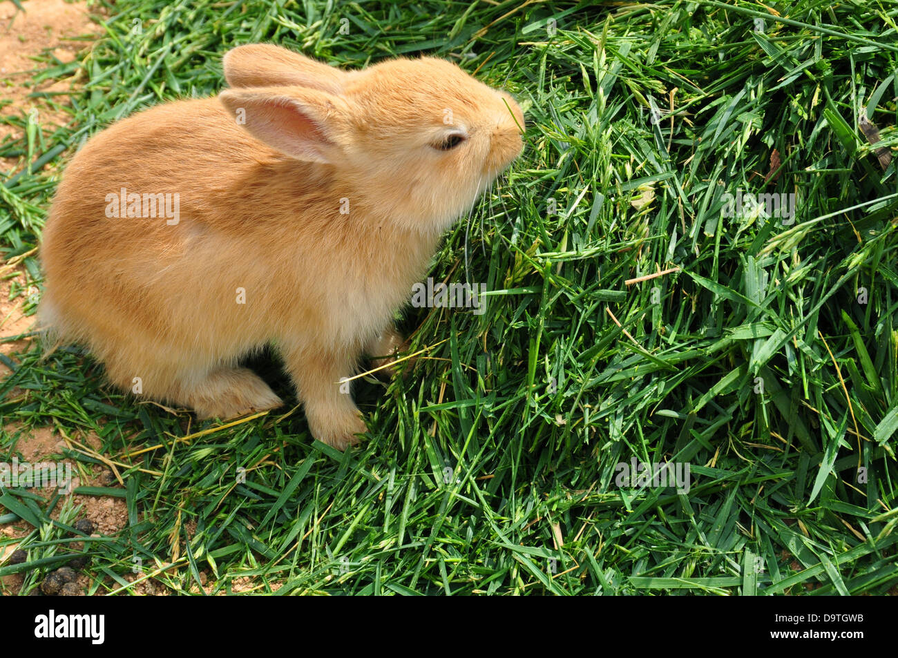 Bunny Kaninchen füttern auf dem Rasen. Niedlichen Tier Hintergrund. Stockfoto