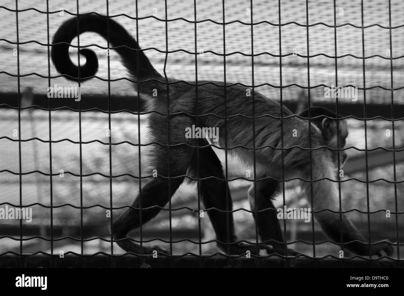 Totenkopfaffen gefangen Tier in einem Käfig. Schwarz und weiß. Stockfoto