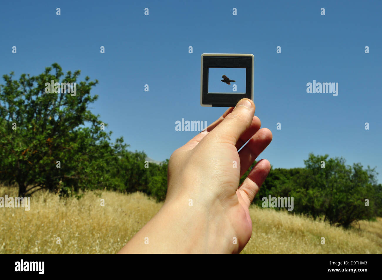 Hand halten fotografische Bild Diarahmen und fliegenden Vogel. Natur abstrakt. Stockfoto