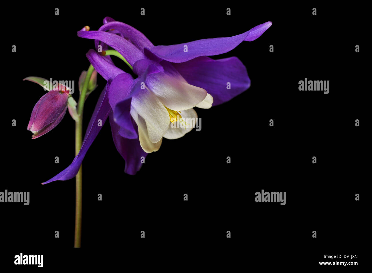 Aquilegia Akelei mehrjährig Alpenblume mit Platz für text Stockfoto