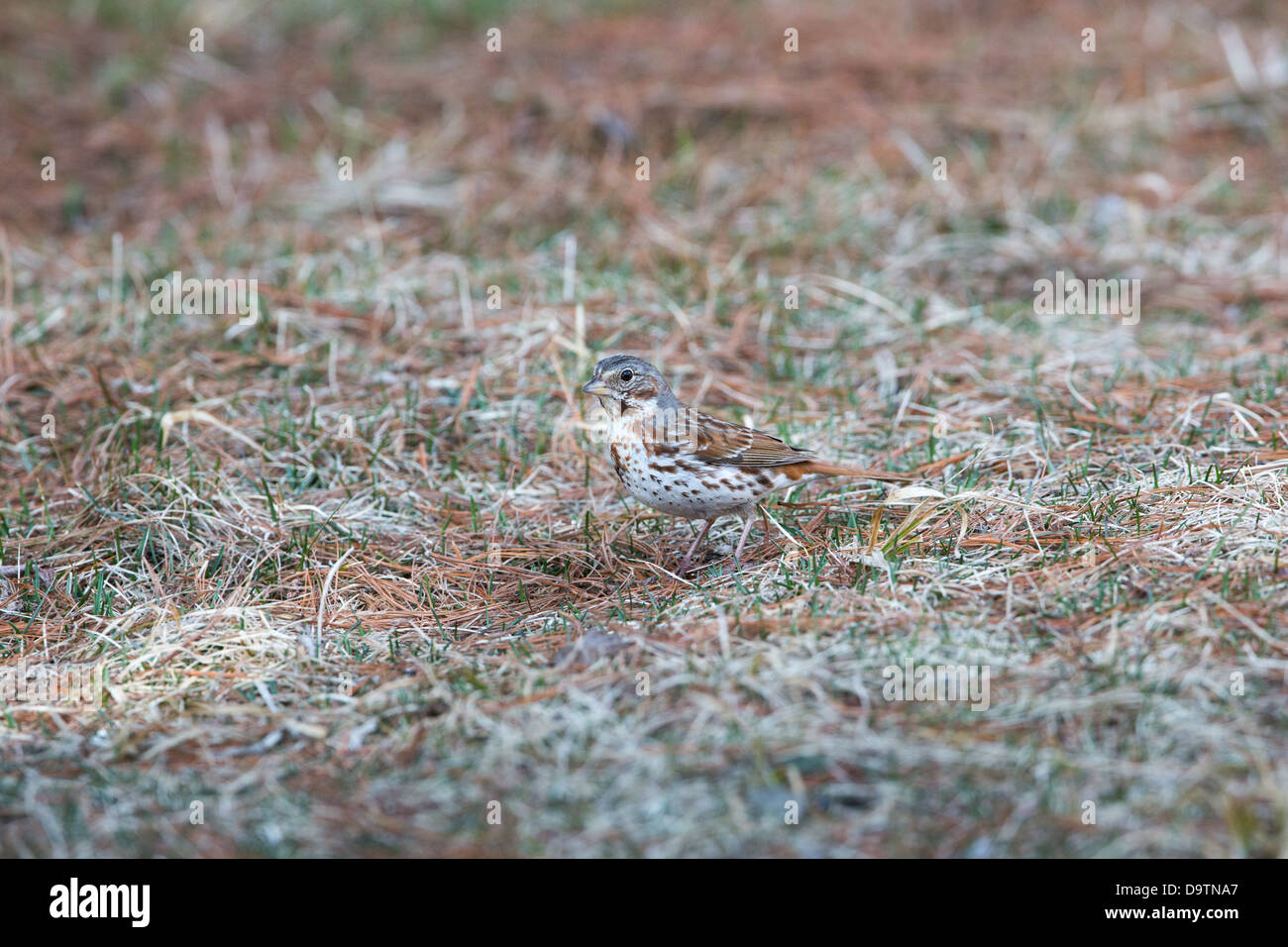 Fox-sparrow Stockfoto