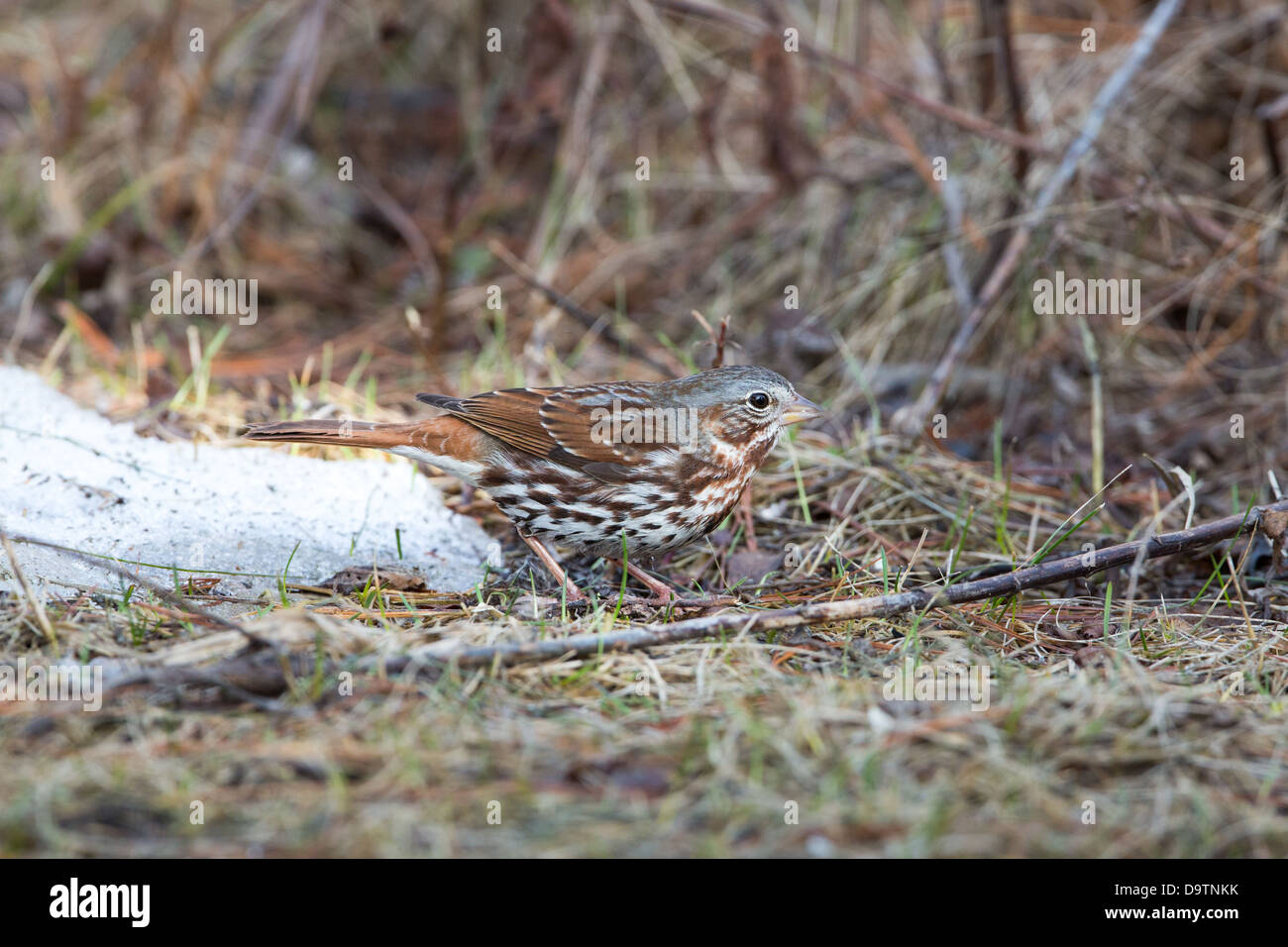 Fox-sparrow Stockfoto