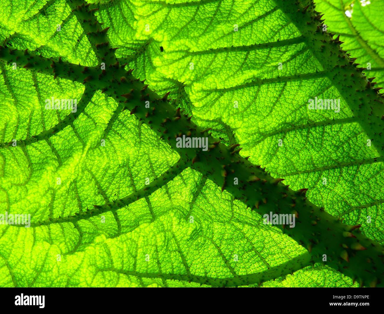 Der riesige rhabarber Fotos und Bildmaterial in hoher Auflösung Alamy