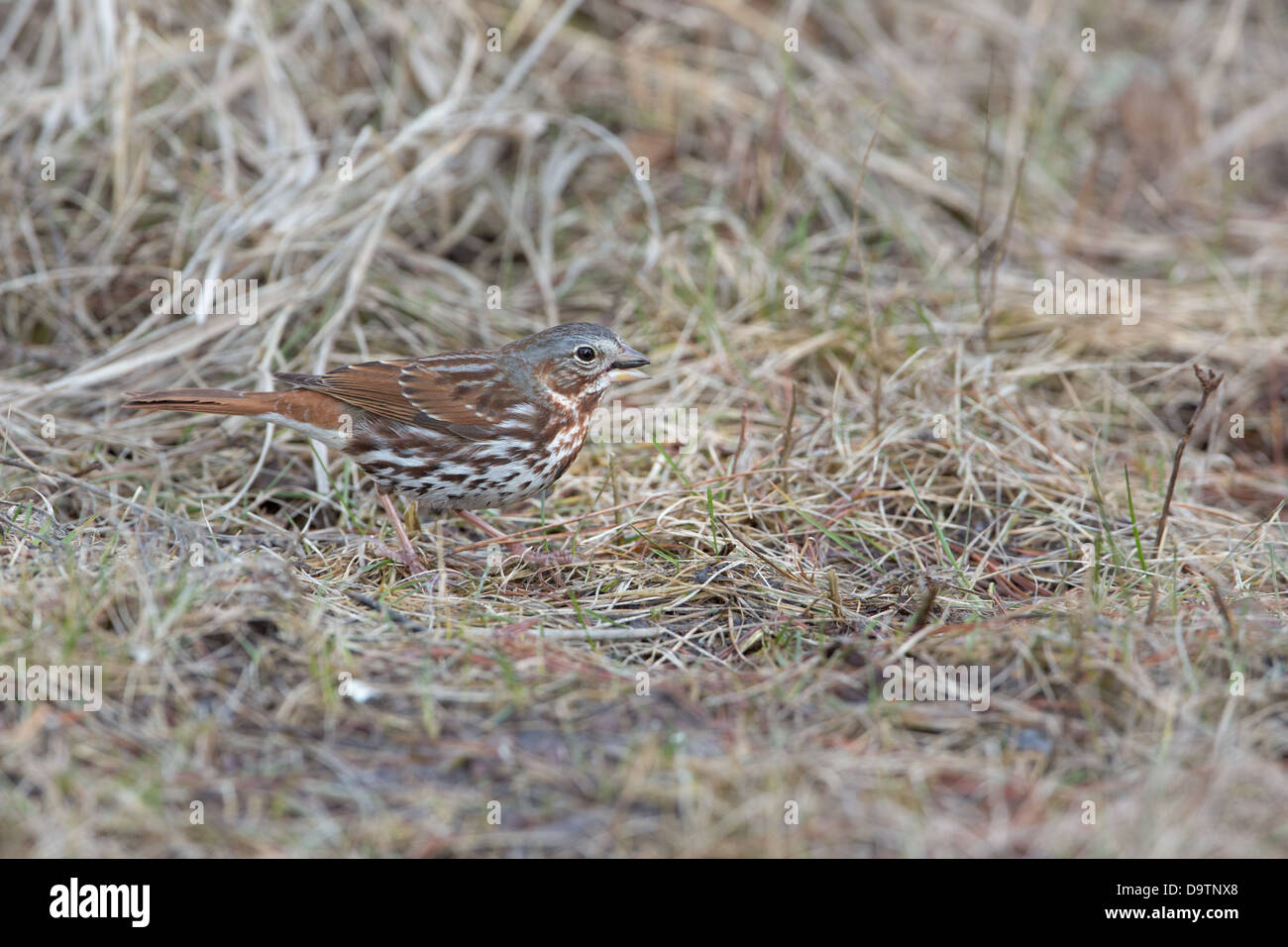 Fox-sparrow Stockfoto