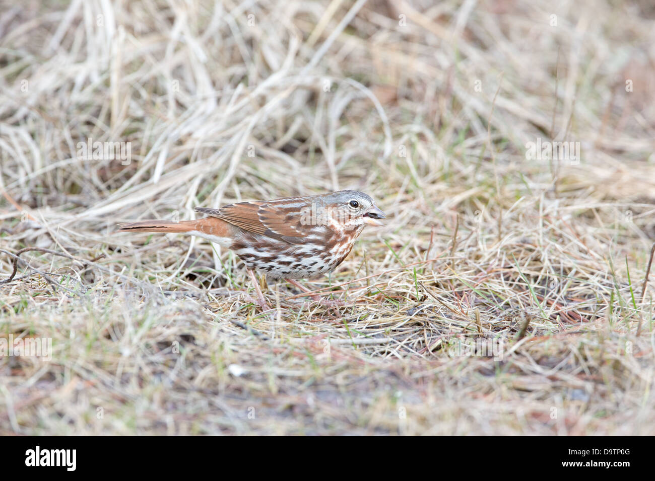 Fox-sparrow Stockfoto