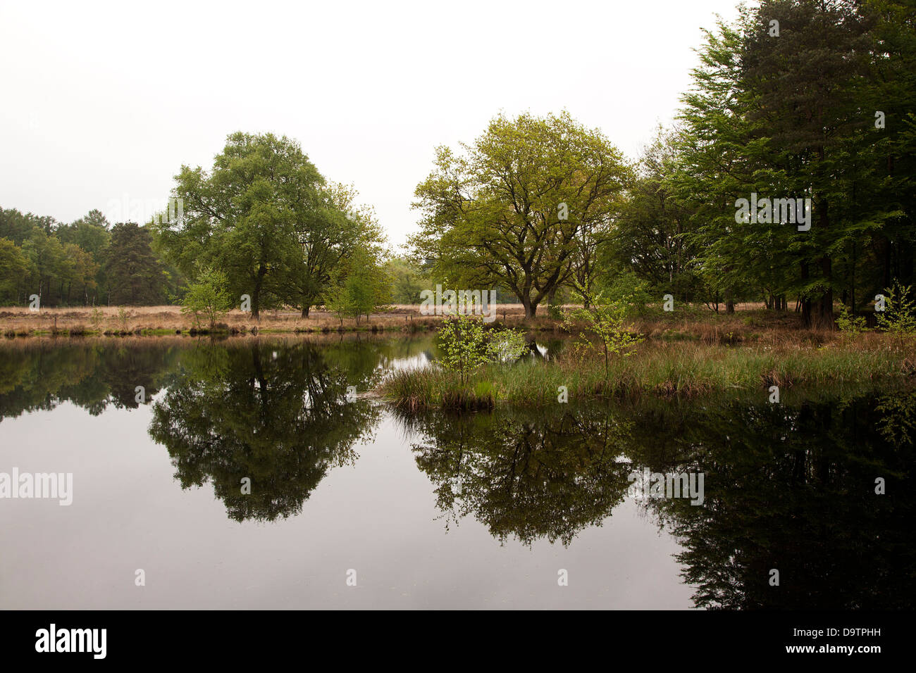 Eichen spiegelt sich in Mere, Sellingen, Groningen, Niederlande Stockfoto