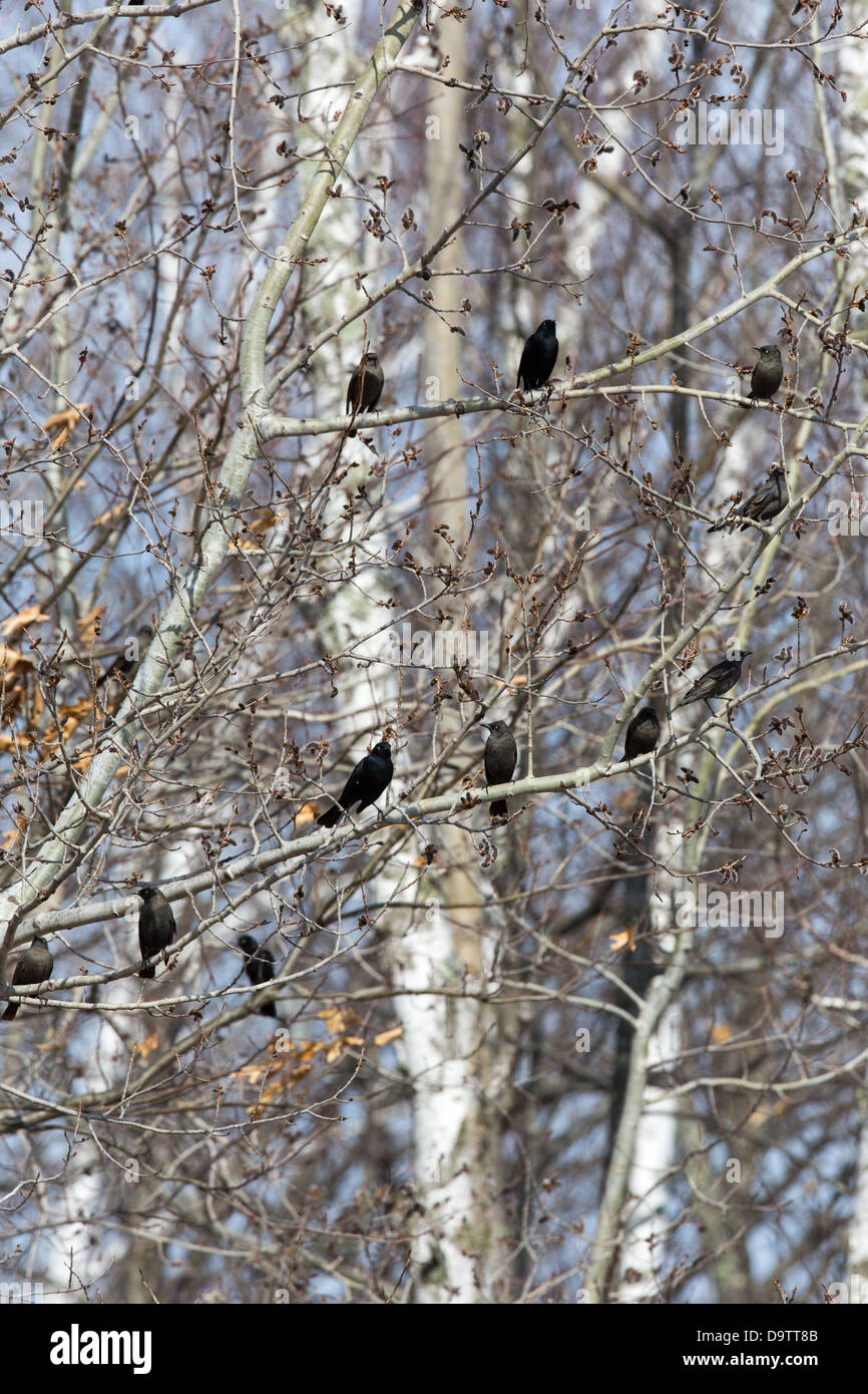 Brewer es Amsel Stockfoto