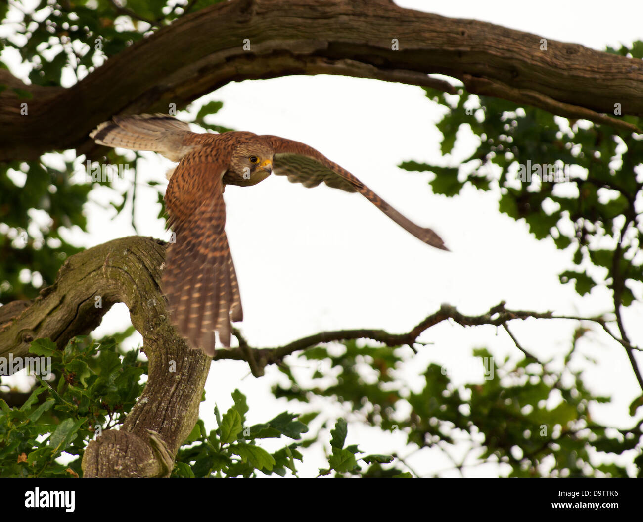 Wilde weiblicher Turmfalke, Barsch Falco Tinnunculus Sturzflug aus nach Beute Stockfoto