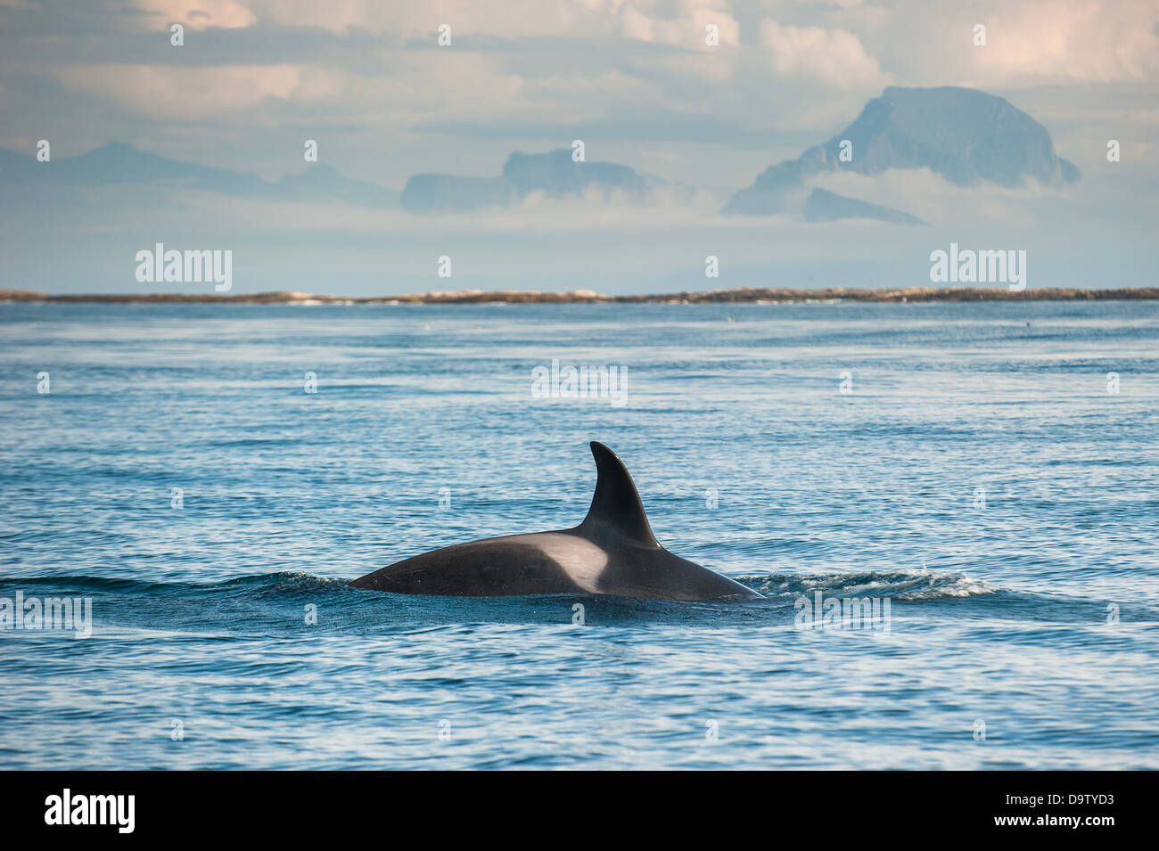 Orca-Wal Stockfoto