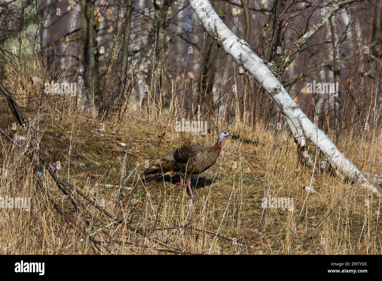 Wild-Osttürkei - weiblich Stockfoto