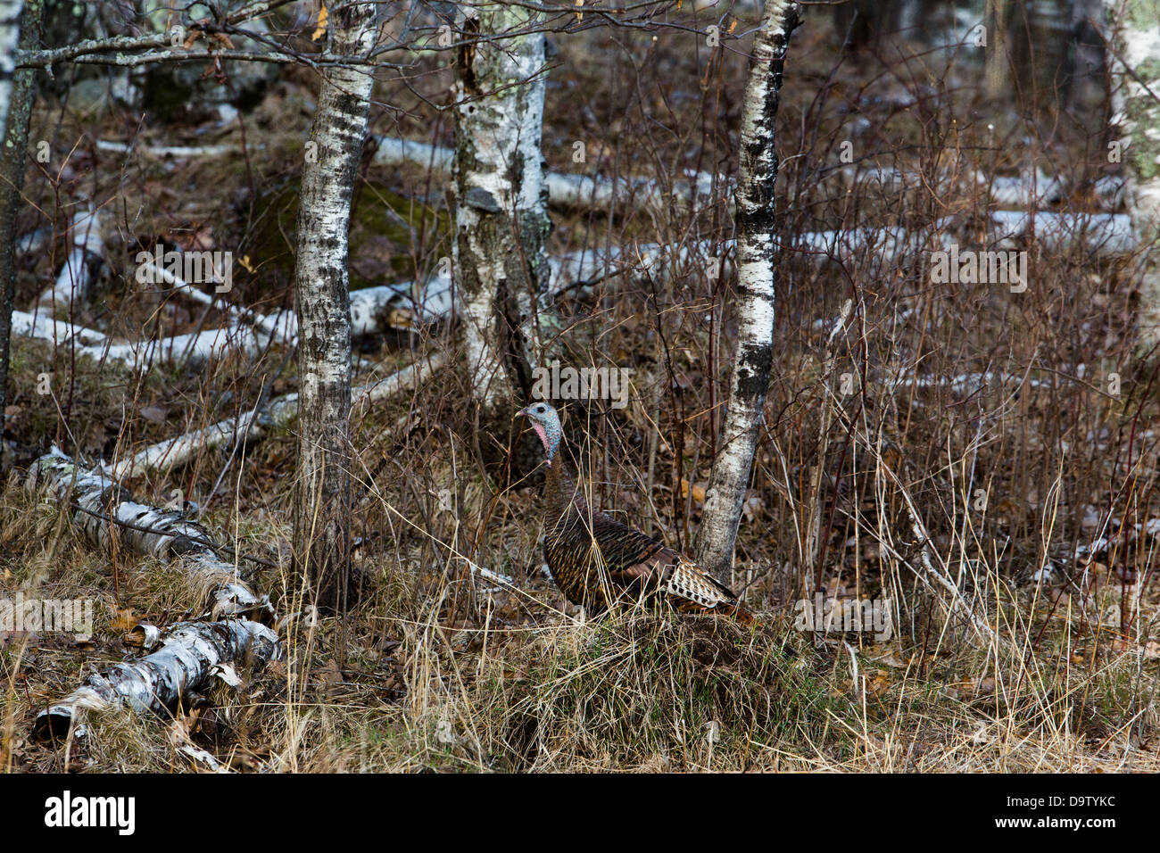 Wild-Osttürkei - weiblich Stockfoto