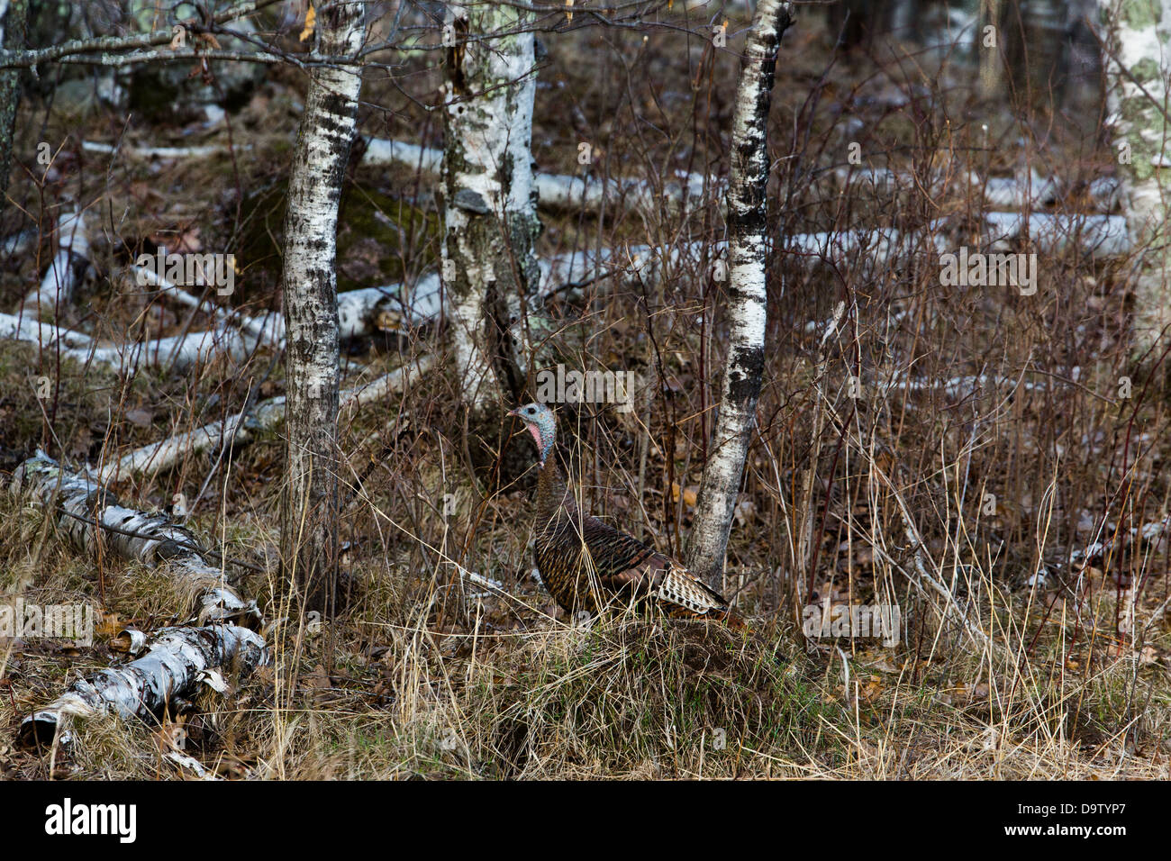 Wild-Osttürkei - weiblich Stockfoto