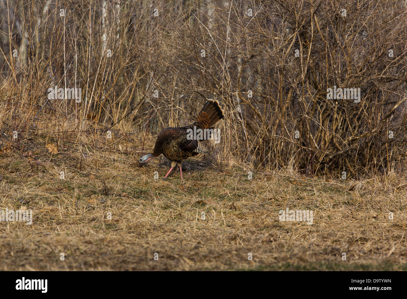 Wild-Osttürkei - weiblich Stockfoto