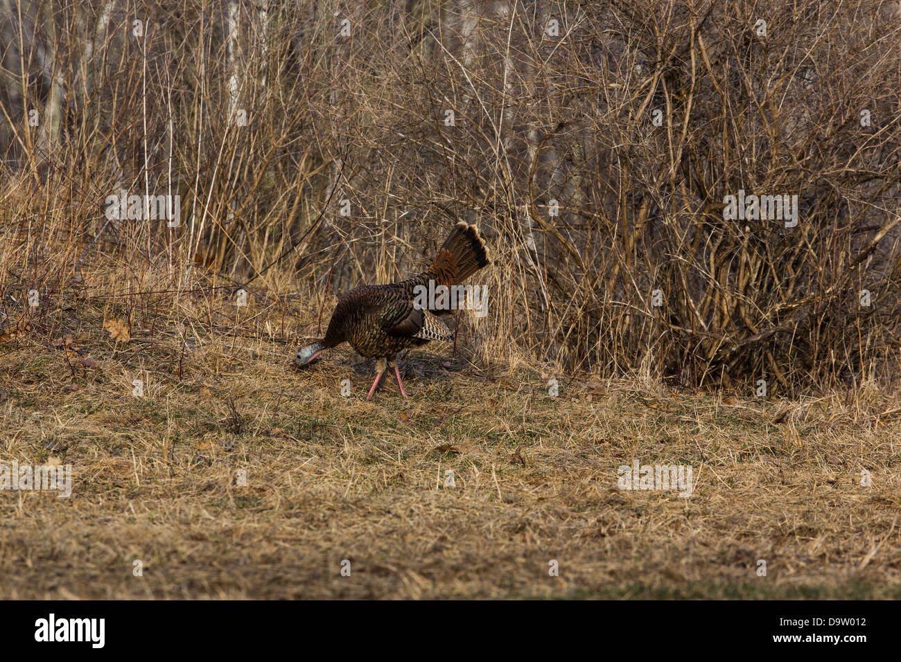 Wild-Osttürkei - weiblich Stockfoto