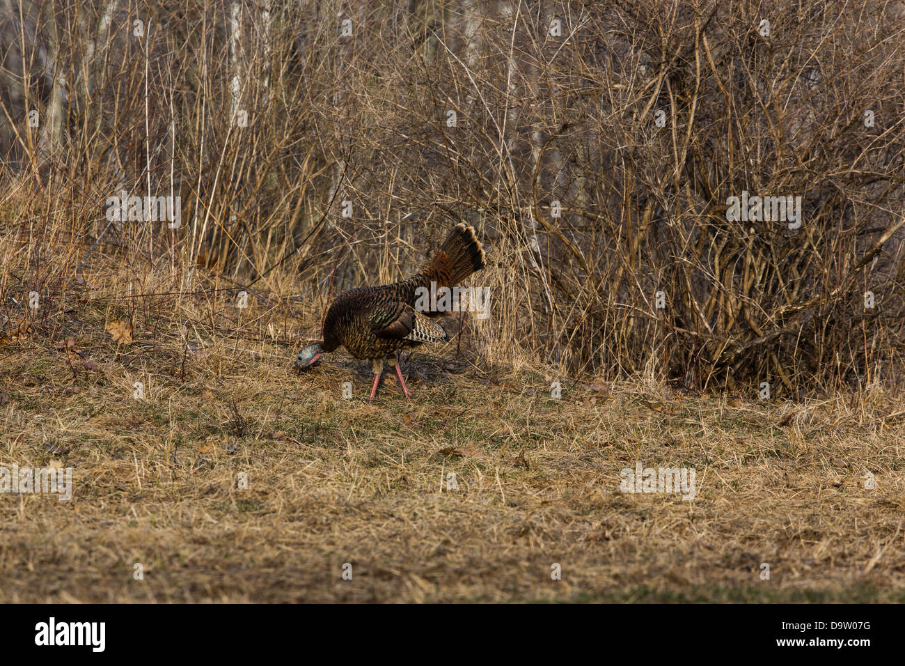 Wild-Osttürkei - weiblich Stockfoto