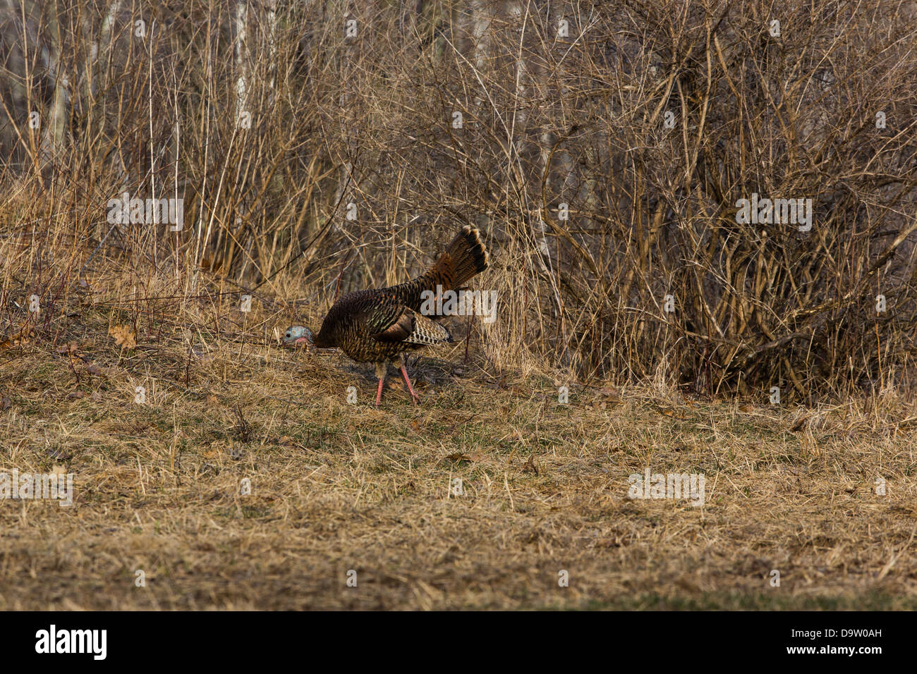Wild-Osttürkei - weiblich Stockfoto