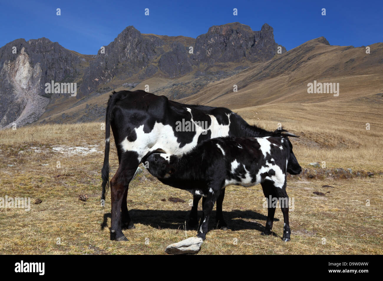 Friesische oder Holstein Kuh füttern Kalb auf Hügel in der Nähe von Ollantaytambo, Heiliges Tal, Peru Stockfoto