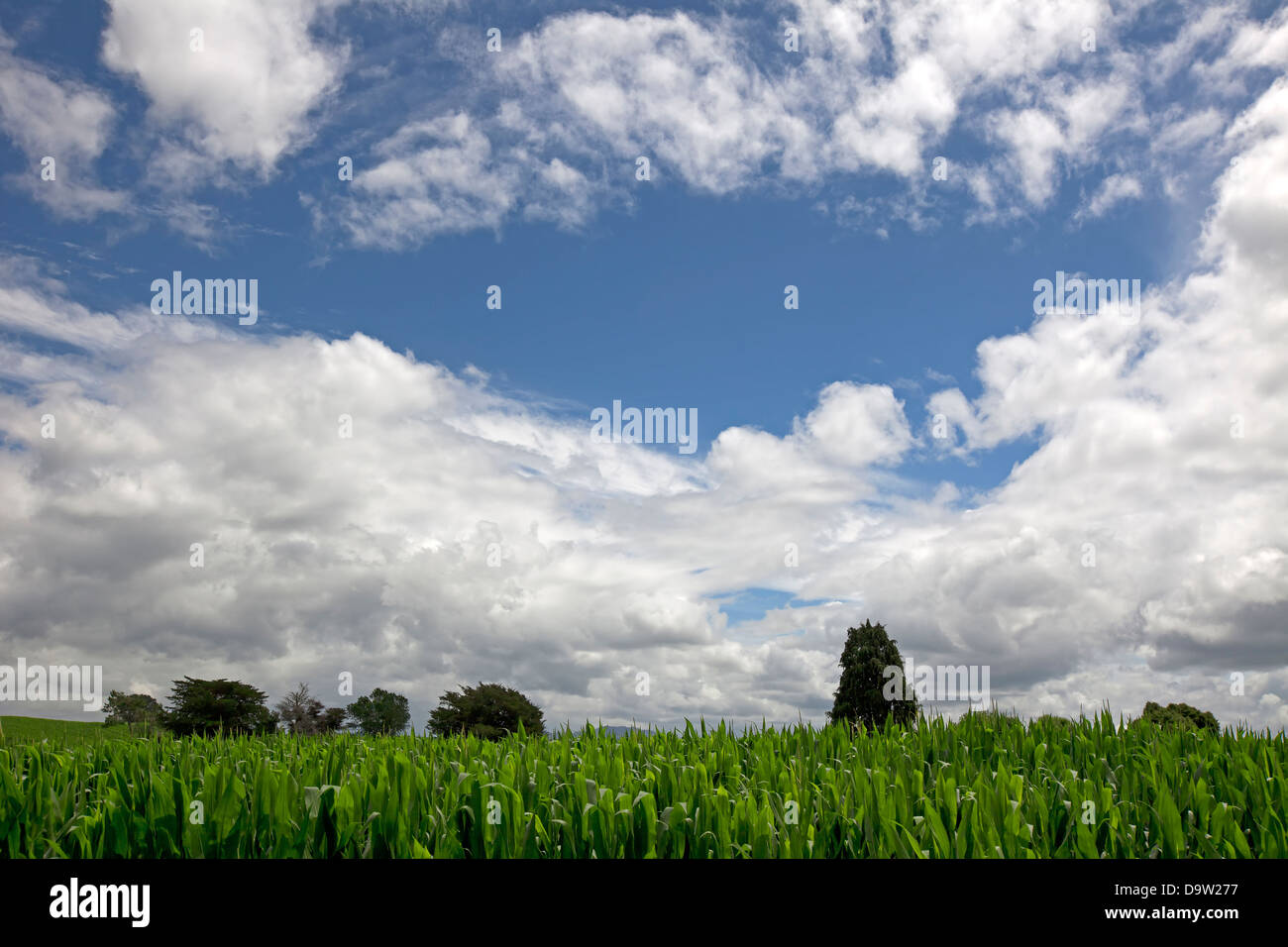 Popcorn-Feld mit Bäumen und blauen Wolkenhimmel Stockfoto
