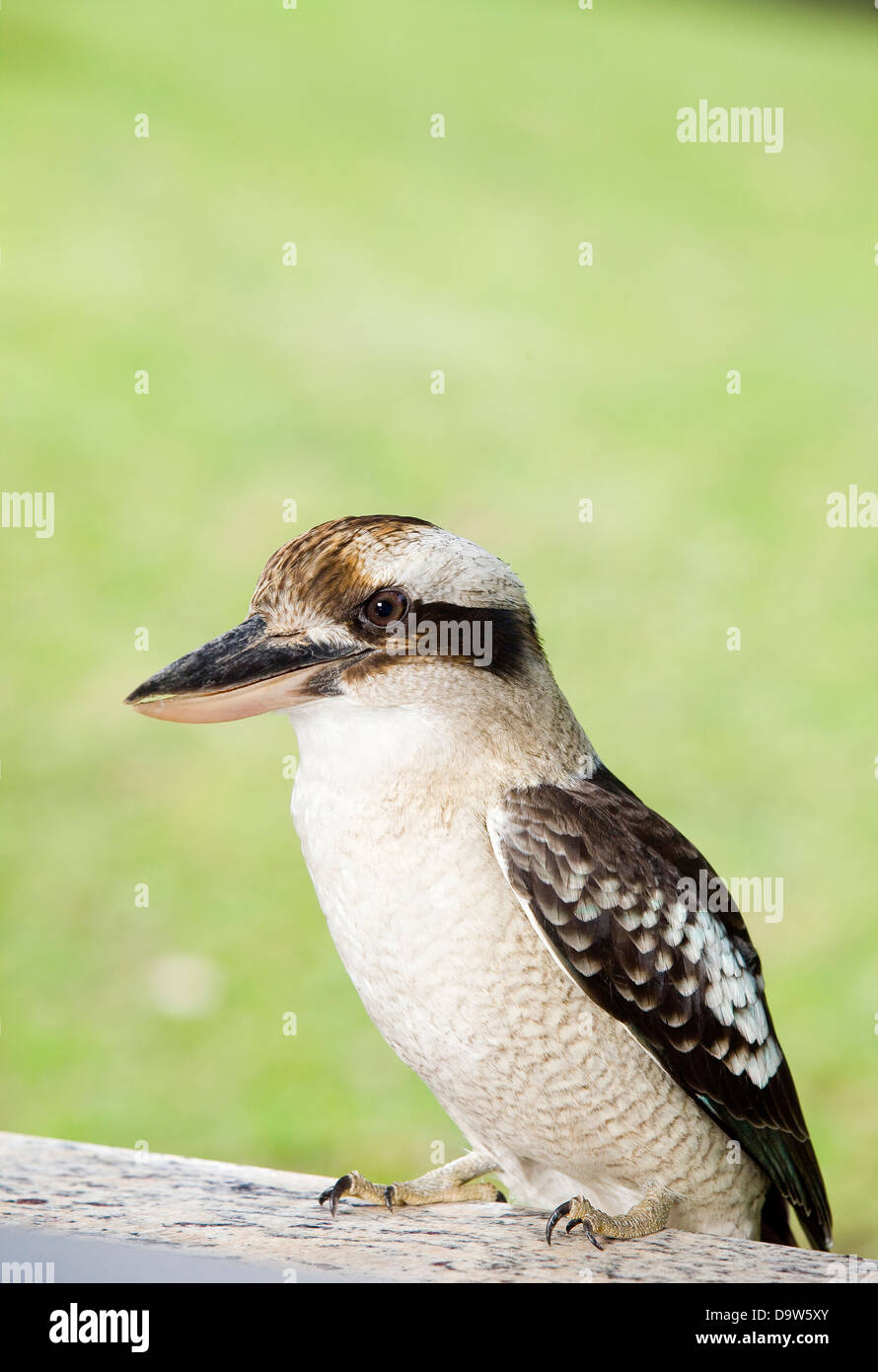 Australische gebürtige Kookaburra-Vogel. Stockfoto