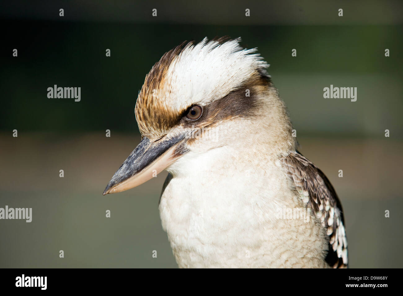 Australische gebürtige Kookaburra-Vogel. Stockfoto