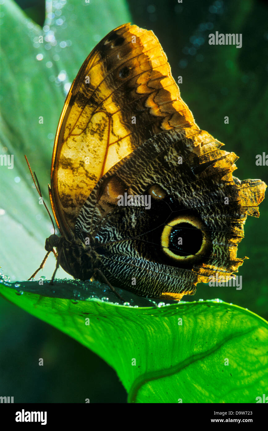 Kanada, British Columbia, Vancouver Island, Nahaufnahme von Schmetterling (Caligo Memnon) Stockfoto