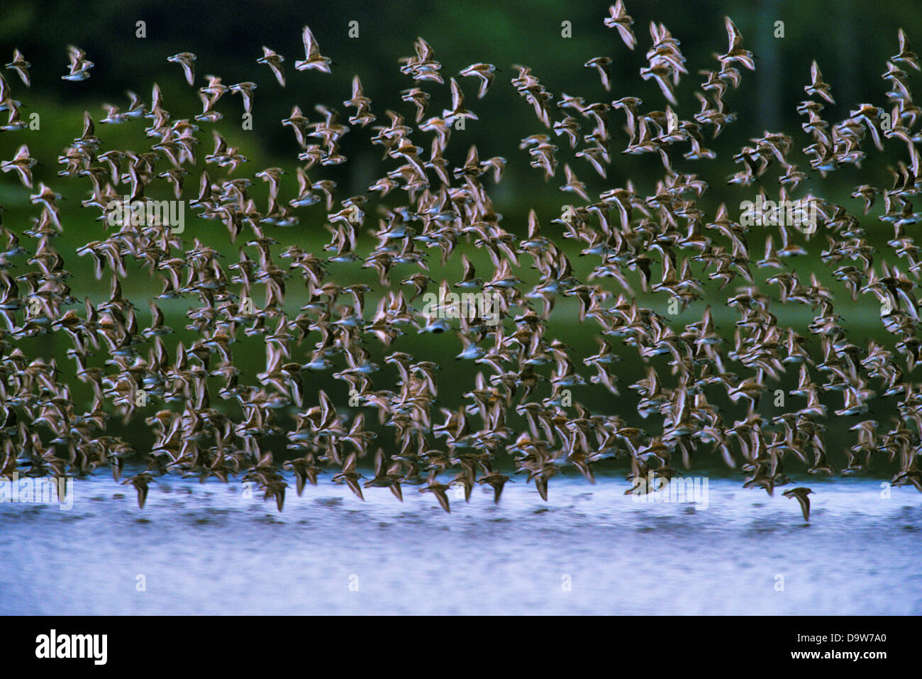 Kanada, British Columbia, Vancouver Island, Schwarm Vögel im Flug Stockfoto