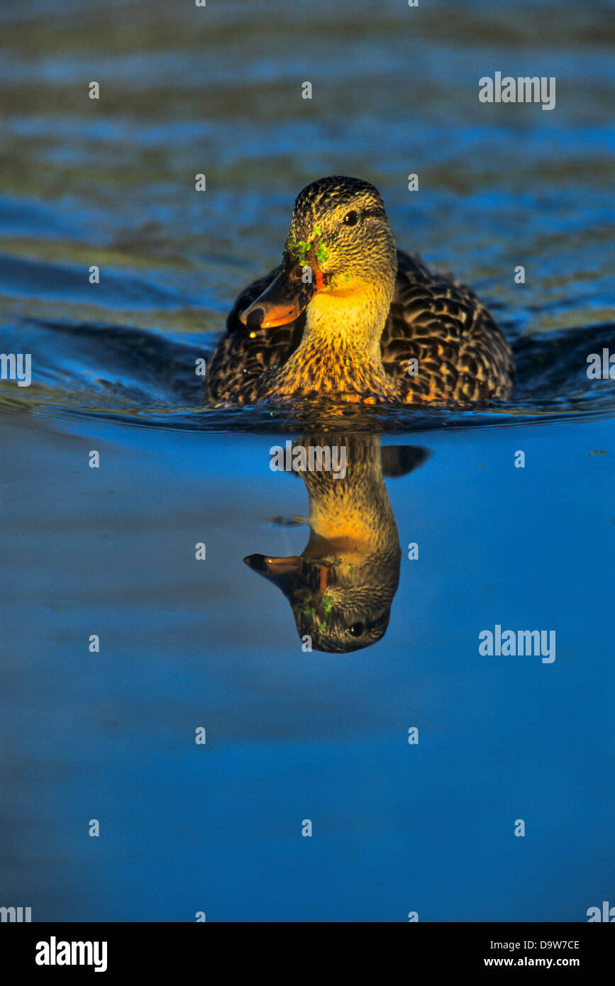 Kanada, British Columbia, Vancouver Island, Victoria, Stockente Stockfoto