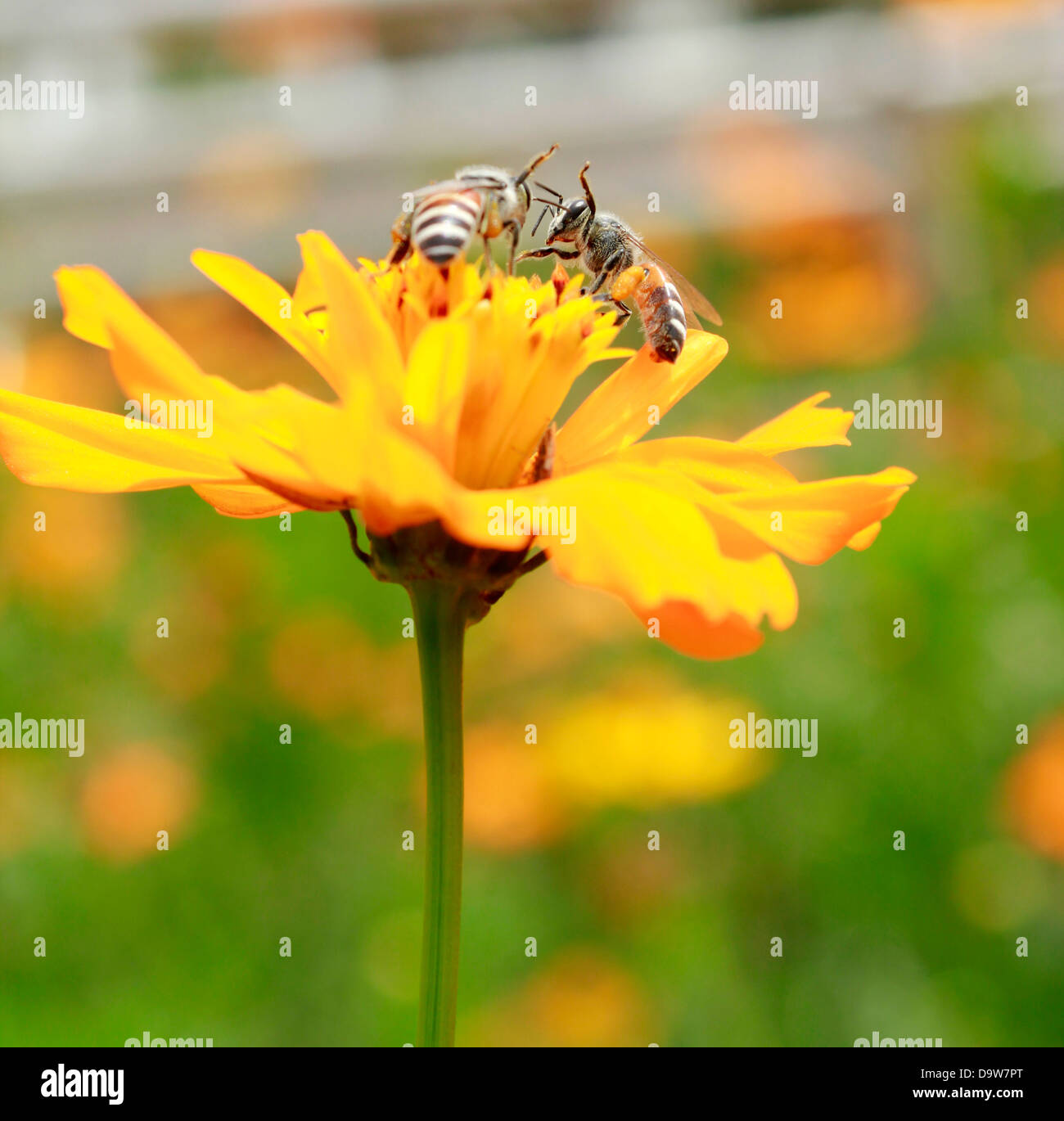 zwei Bienen auf einer gelben Blume Stockfoto