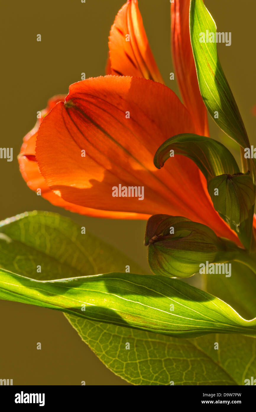 Nahaufnahme der blühende Blume Stockfoto