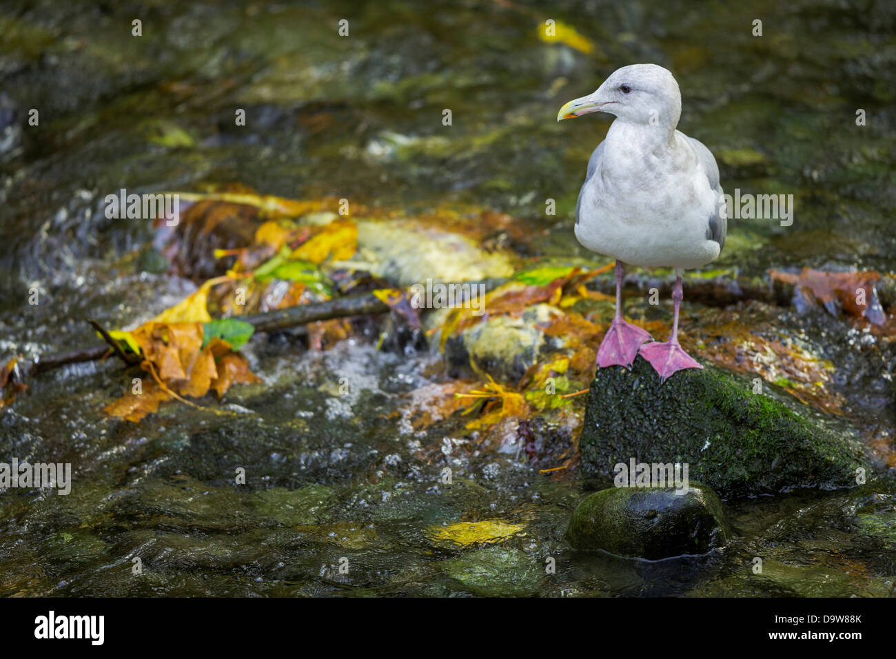 Kanada, British Columbia, Vancouver Island, Goldstream River, Möwe auf Stein Stockfoto