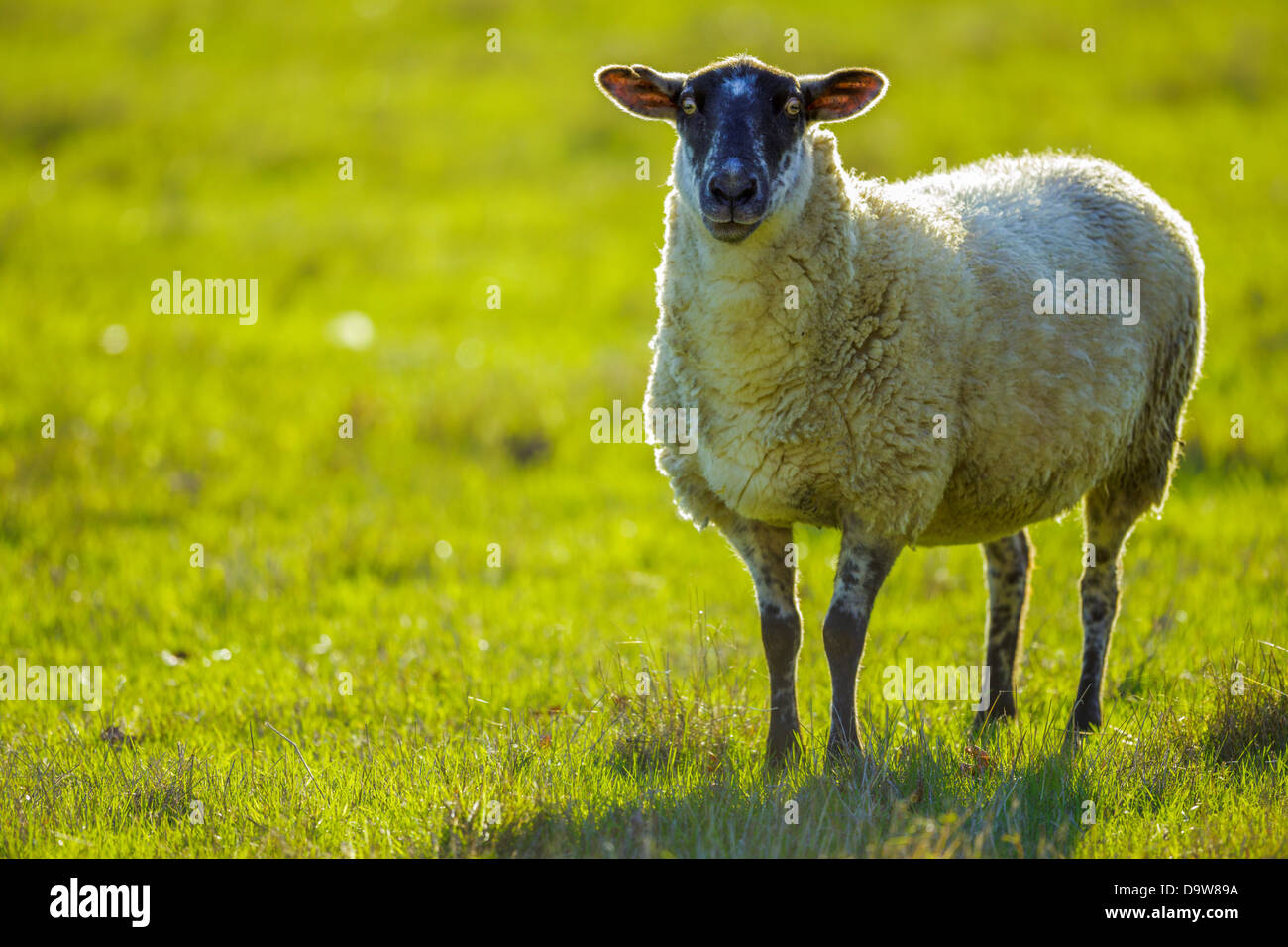 Kanada, British Columbia, Vancouver Island, Metchosin Bereich, Schafe auf der Weide Stockfoto