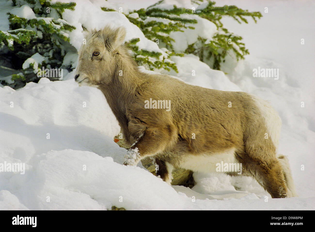 Kanada, Alberta, Rocky Mountains, Jasper National Park, junge Bighorn Schafe Stockfoto