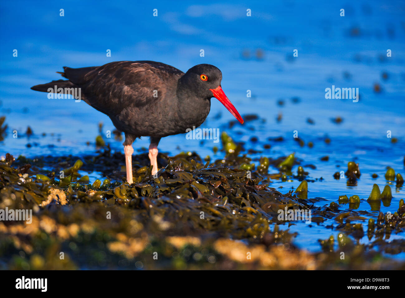 Kanada, Vancouver Island, Austernfischer Vogeljagd Stockfoto