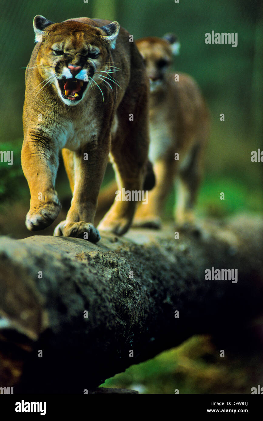 Zwei Berglöwen auf gefallenen Baumstamm balancieren Stockfoto