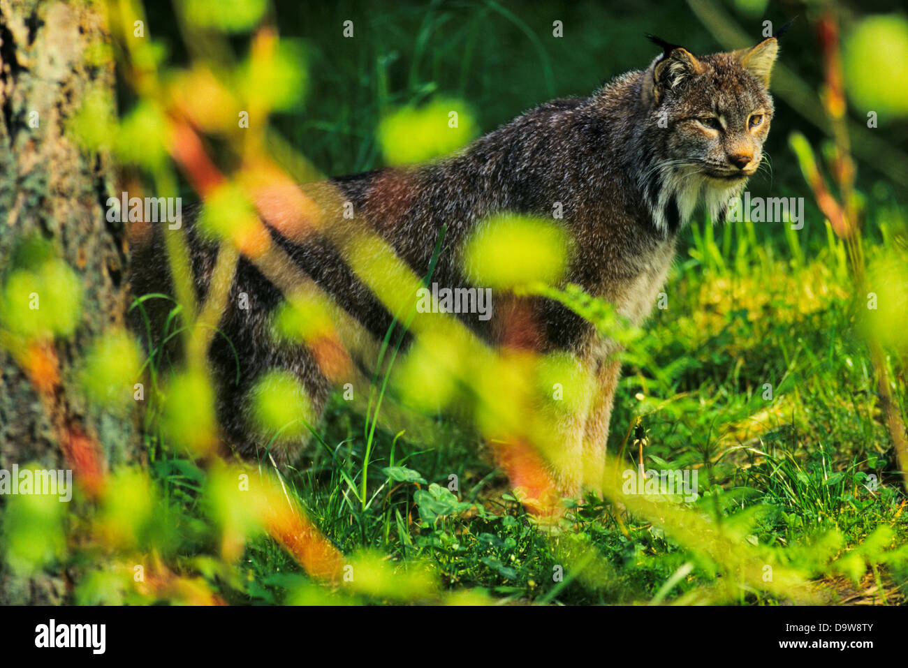 Kanadischer Luchs unter Pflanzen Stockfoto