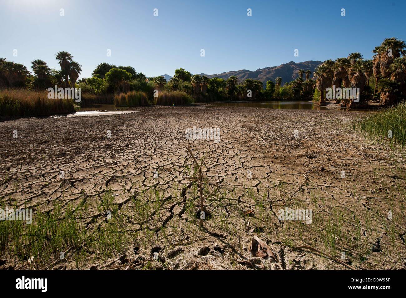 26. Juni 2013 - Tucson, Arizona, Vereinigte Staaten von Amerika - Jahre der Dürre verursacht Wasserstände an Agua Caliente in Tucson, Arizona, extrem niedrige Niveaus ablegen.  Dem Hauptsee, sowie ein weiterer Überlauf sind eine natürliche Quelle, saisonalen Regenfälle und Schneeschmelze Abfluss aus dem nahe gelegenen Rincon Mountains gespeist.  Das Feuchtgebiet wurde im Rückgang seit der Trockenheit 2003-2004 nach dem Park Booster Board.  Pima County, der Park-Manager hat die Pumpen 55.000 Gallonen Wasser pro Tag in den See, die versuchen, es zu halten vor dem völlig austrocknen, aber heißer, trockener Jahre scheinen die Ba zu gewinnen Stockfoto