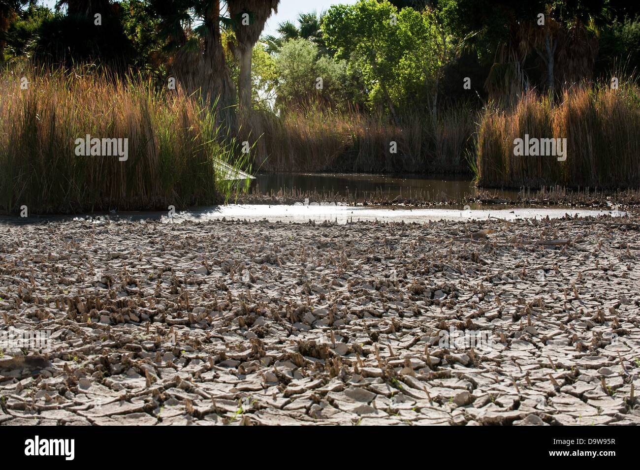 26. Juni 2013 - Tucson, Arizona, Vereinigte Staaten von Amerika - Jahre der Dürre verursacht Wasserstände an Agua Caliente in Tucson, Arizona, extrem niedrige Niveaus ablegen.  Dem Hauptsee, sowie ein weiterer Überlauf sind eine natürliche Quelle, saisonalen Regenfälle und Schneeschmelze Abfluss aus dem nahe gelegenen Rincon Mountains gespeist.  Das Feuchtgebiet wurde im Rückgang seit der Trockenheit 2003-2004 nach dem Park Booster Board.  Pima County, der Park-Manager hat die Pumpen 55.000 Gallonen Wasser pro Tag in den See, die versuchen, es zu halten vor dem völlig austrocknen, aber heißer, trockener Jahre scheinen die Ba zu gewinnen Stockfoto