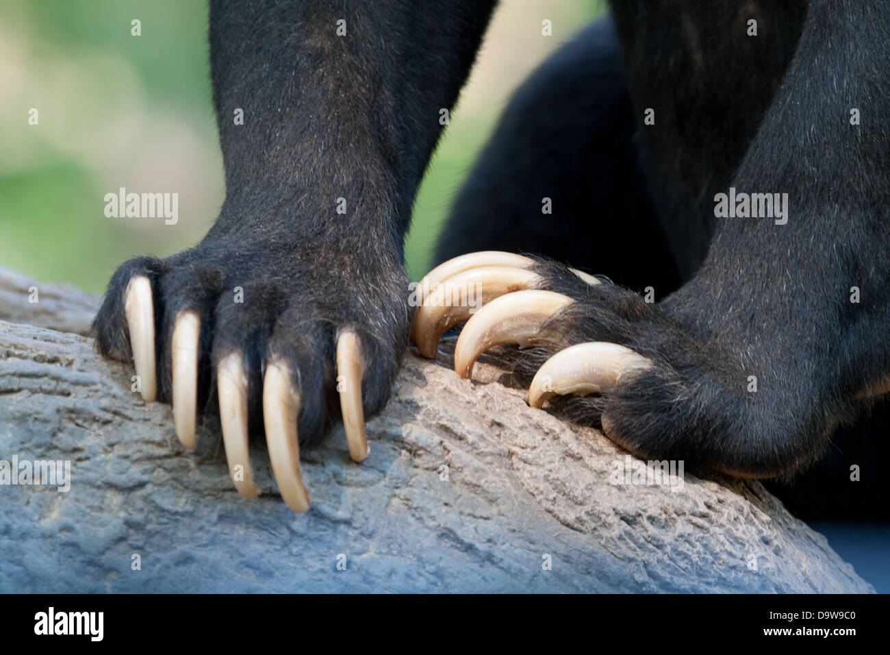 Bear Claws Stockfotos und bilder Kaufen Alamy