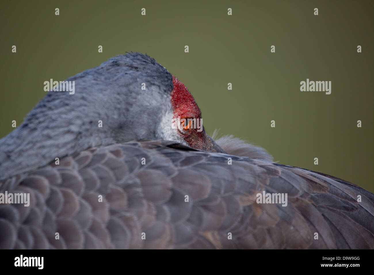 Sandhill Kran hautnah Stockfoto