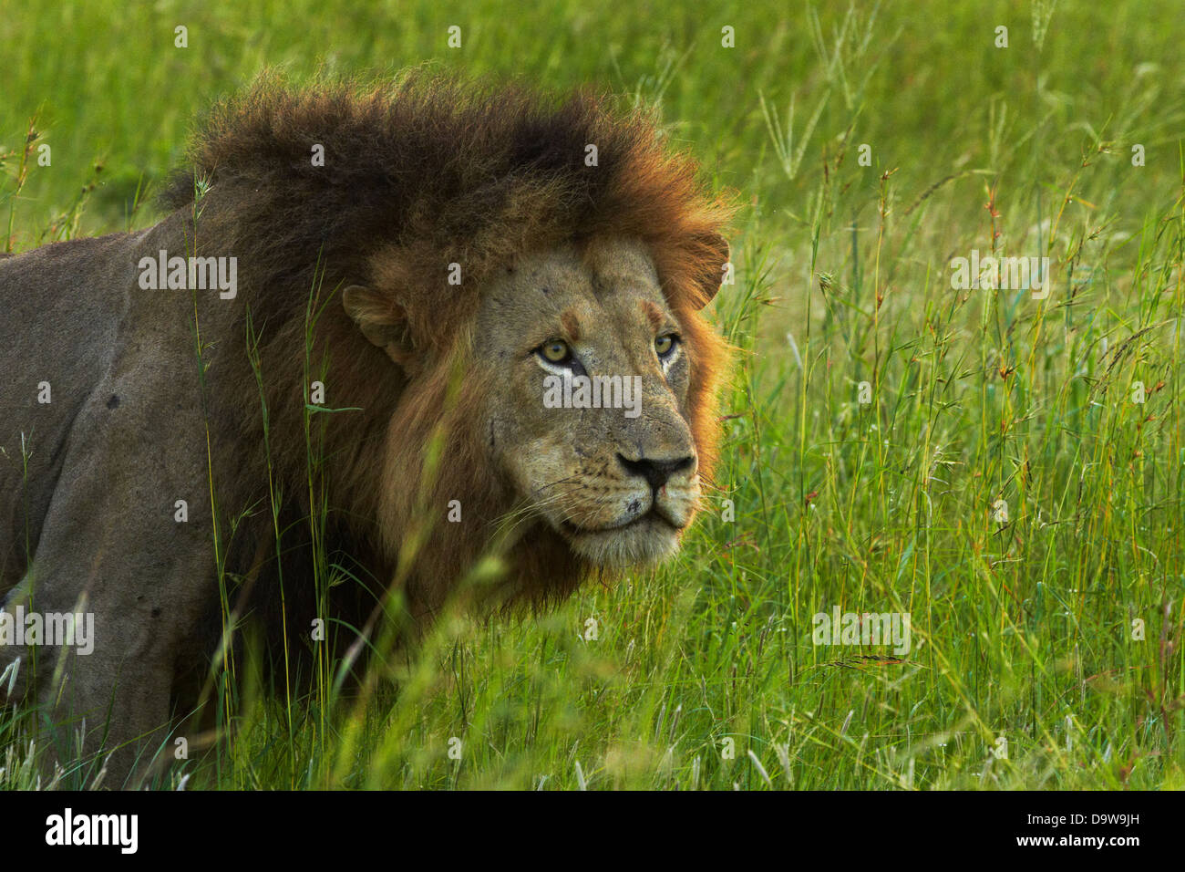 Männlicher Löwe (Panthera Leo), Krüger Nationalpark, Südafrika Stockfoto